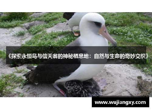 《探索永恒岛与信天翁的神秘栖息地：自然与生命的奇妙交织》